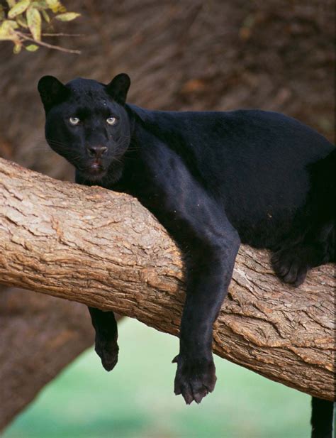 where are black panthers found